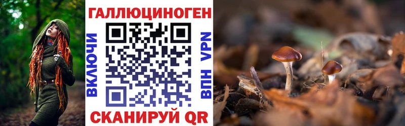 Купить закладки  Кузнецк  Псилоцибиновые грибы Psilocybine cubensis 